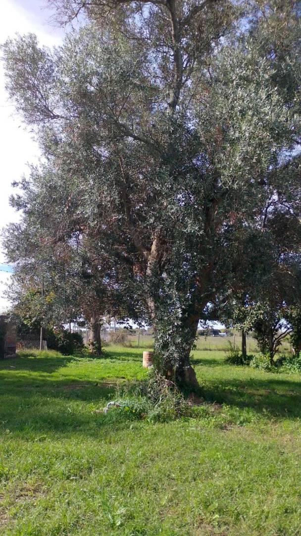Foto de CALLE 630 Y 135 | VENTA LOTE Barrio Aires de Arana, imagen 5