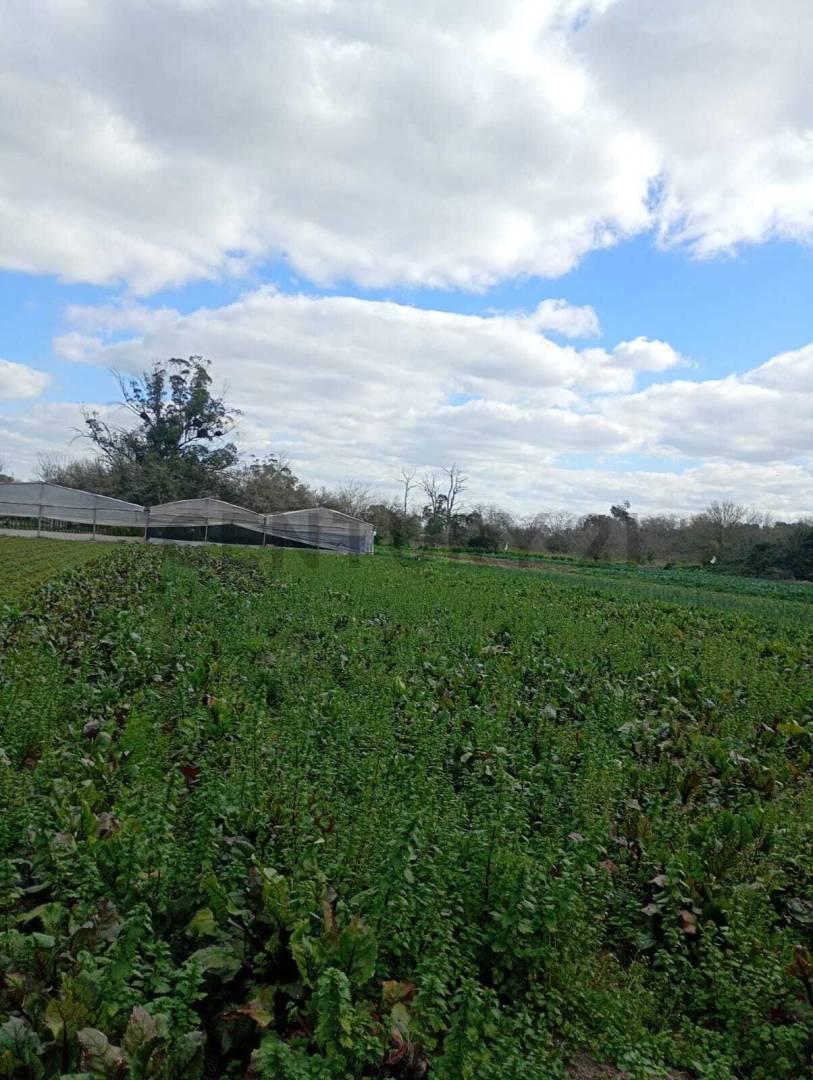 Foto de Venta de 5 hectares agricolas, imagen 2