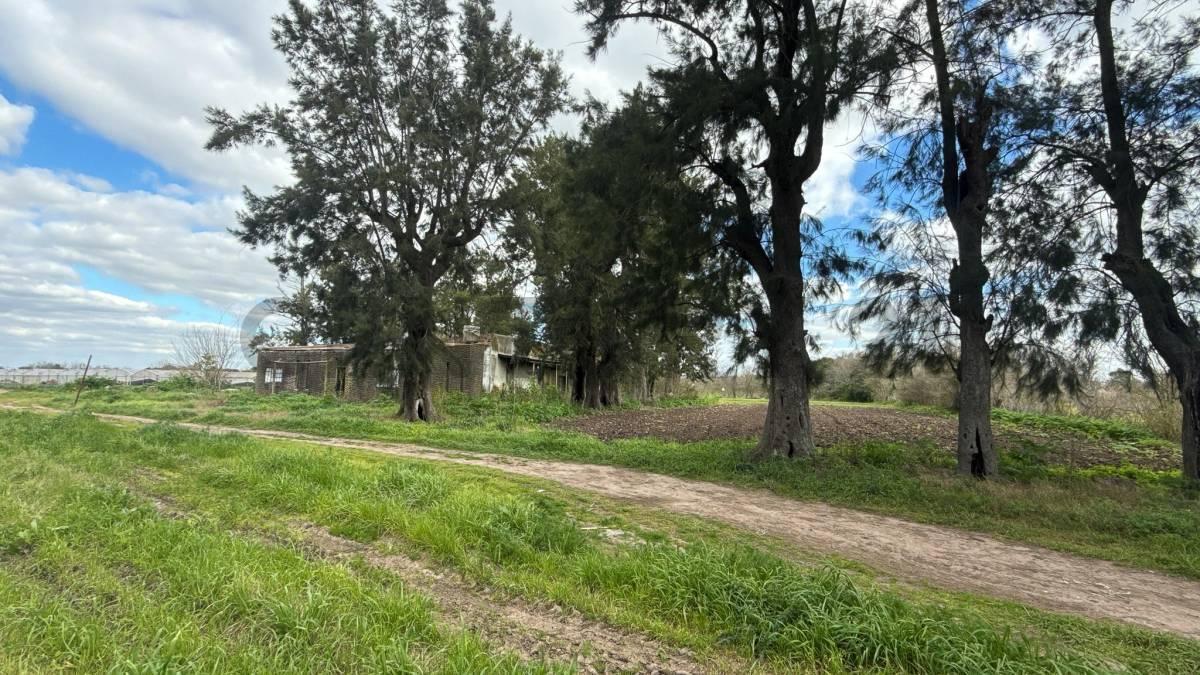 Foto de Venta de 5 hectares agricolas, imagen 5