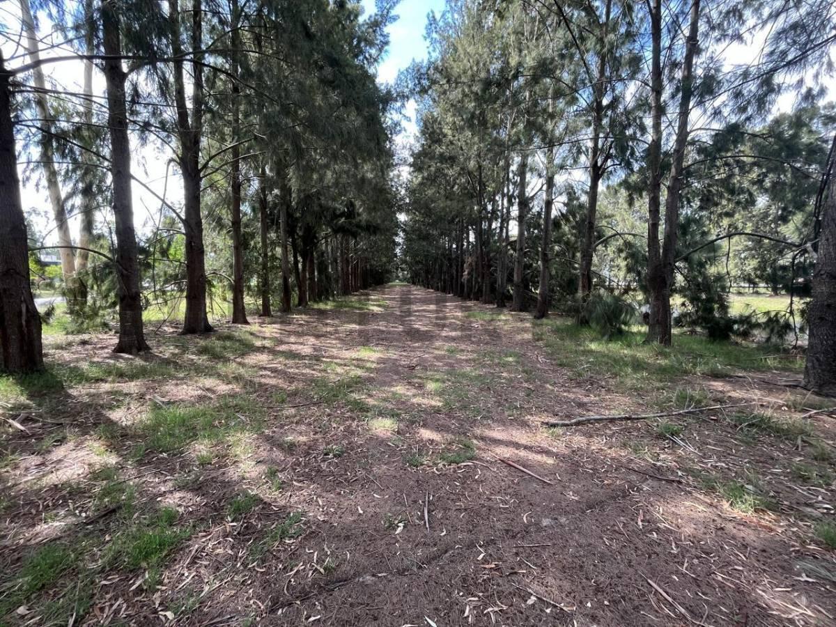 Foto de LOTE EN VENTA EN MIRALAGOS 1, imagen 3