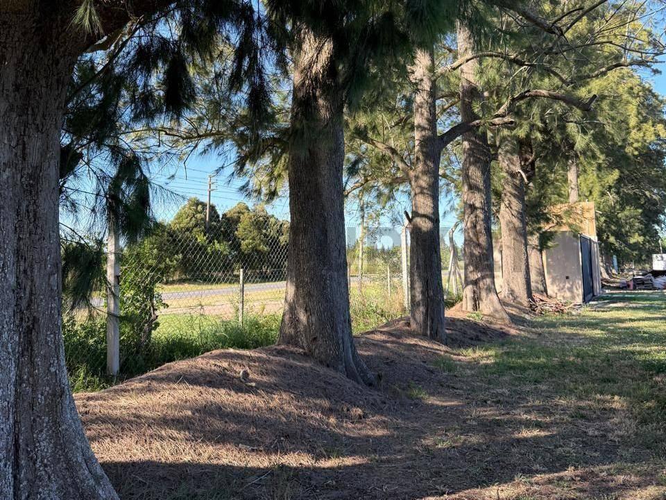 Foto de LOTES EN VENTA, LOS PINARES, ARANA 637 Y 31, imagen 5