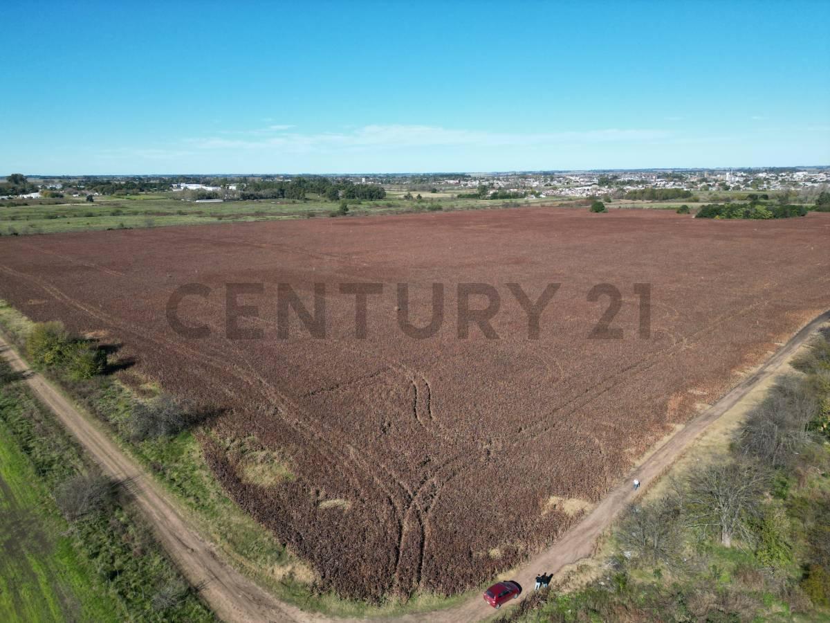 Foto de RUTA 8 Y RUTA 51 CAMPO 37 HA ARRECIFES, BUENOS AIRES, imagen 2