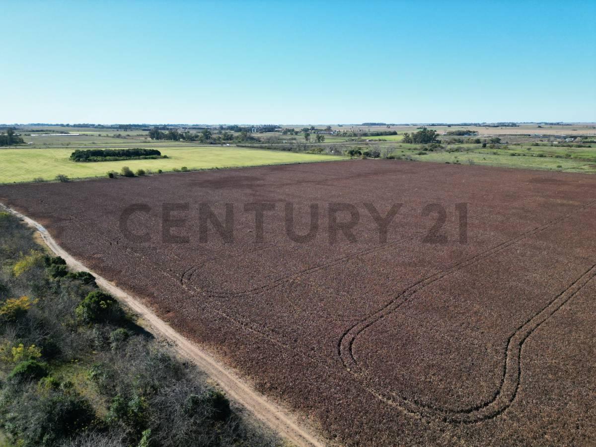 Foto de RUTA 8 Y RUTA 51 CAMPO 37 HA ARRECIFES, BUENOS AIRES, imagen 5