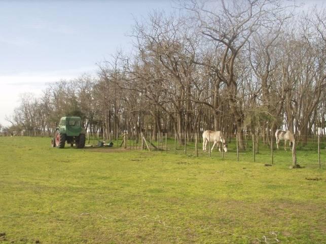 Foto de Campo en venta en Chascomús, imagen 3
