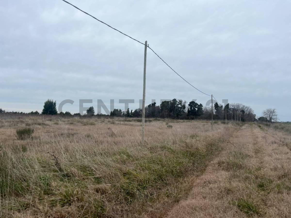 Foto de LOTE EN VENTA EN LEZAMA, imagen 4