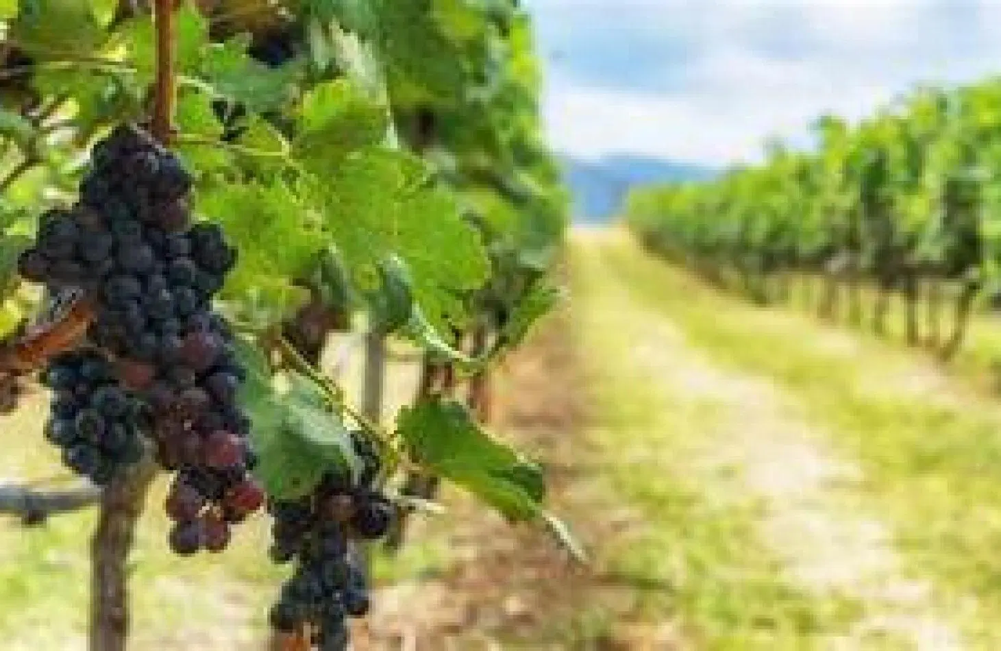 Viñedo 294hra mas Bodega 94hra 5