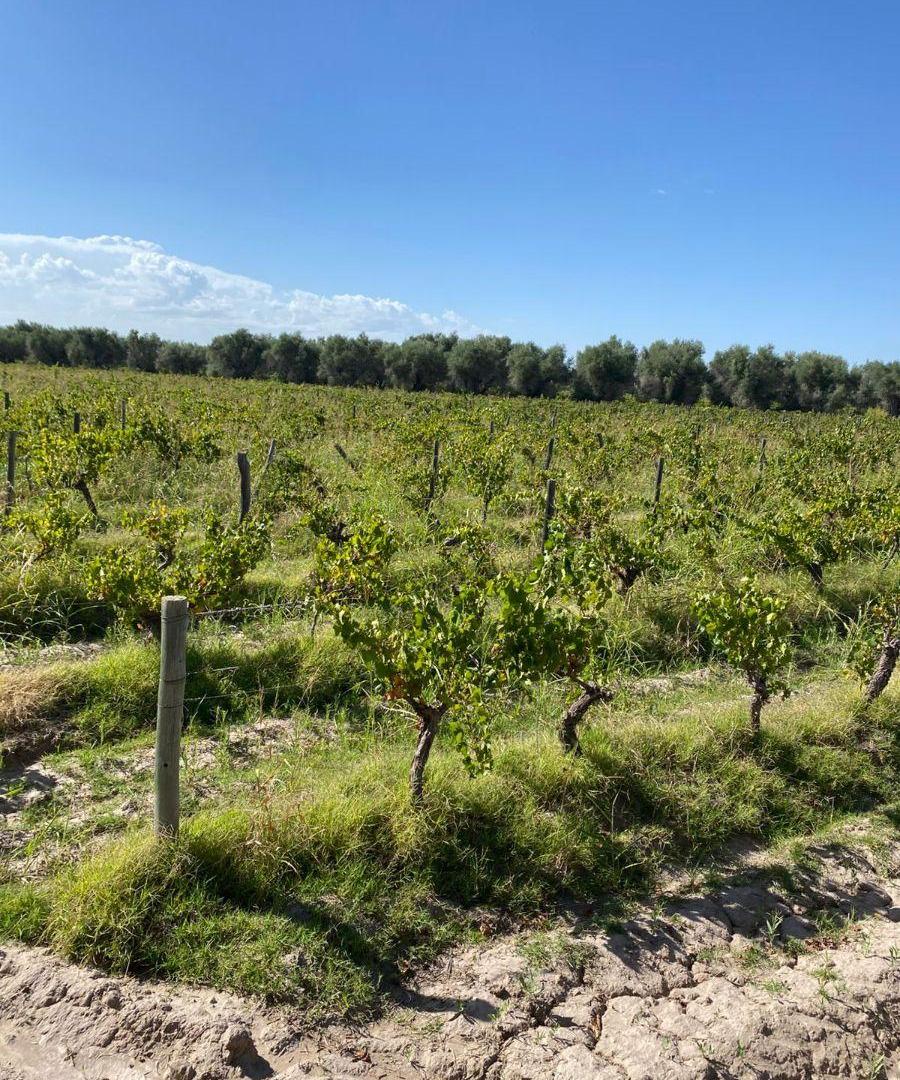 Foto de VENDO FINCA Y BODEGA, MAIPU, imagen 2