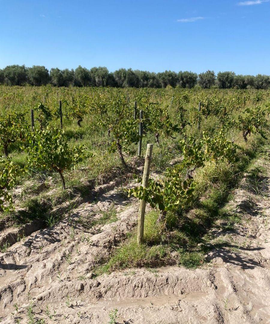 Foto de VENDO FINCA Y BODEGA, MAIPU, imagen 4