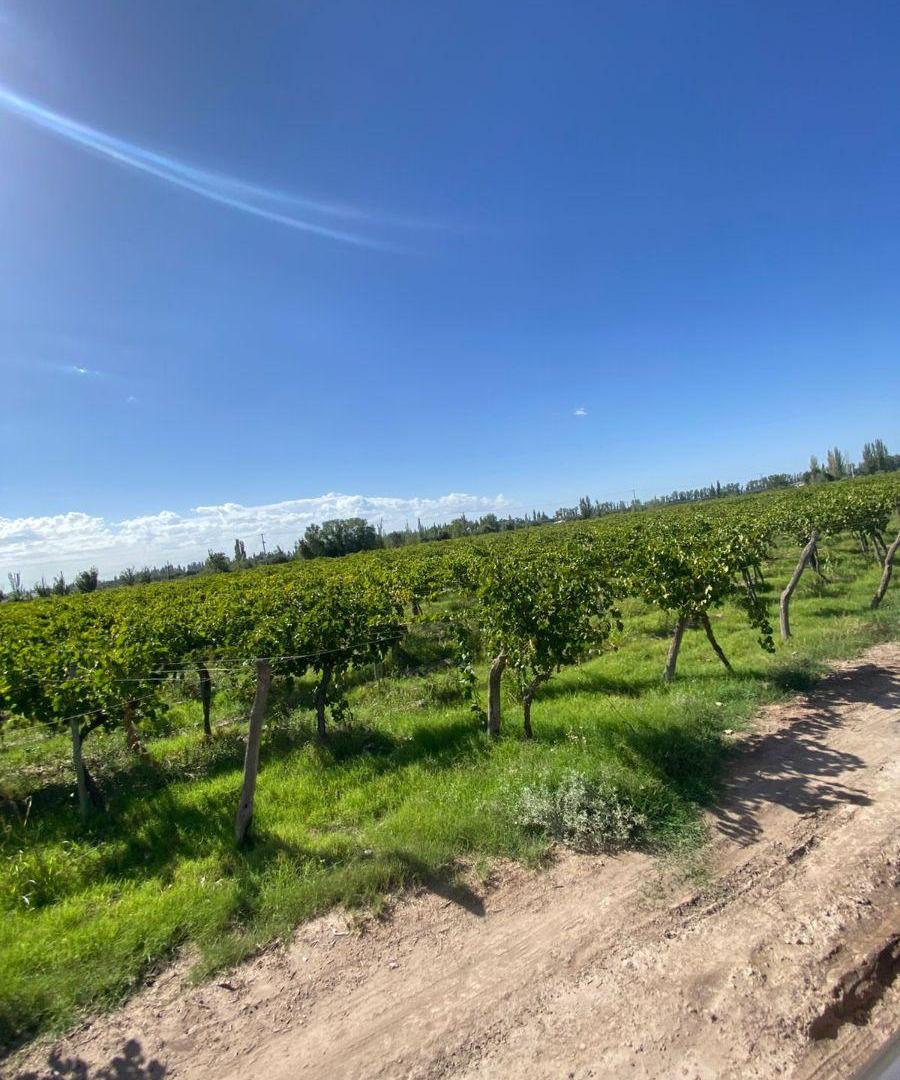 Foto de VENDO FINCA Y BODEGA, MAIPU, imagen 3