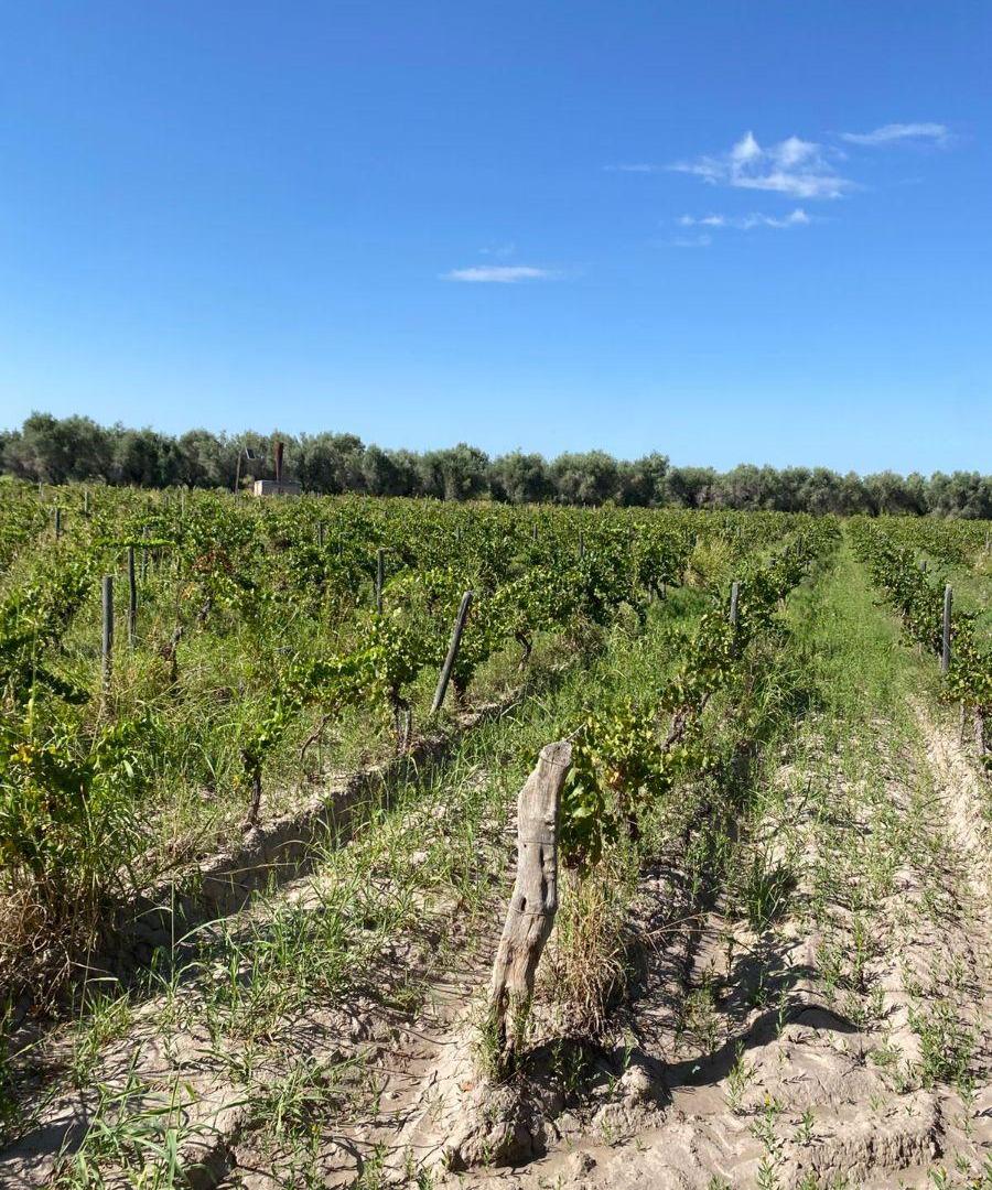 Foto de VENDO FINCA Y BODEGA, MAIPU, imagen 1