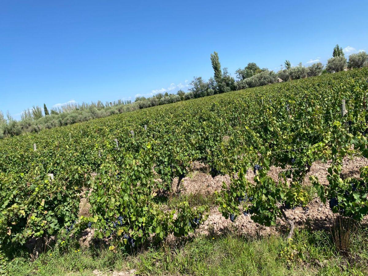 Foto de VENDO FINCA, JUNIN, imagen 3