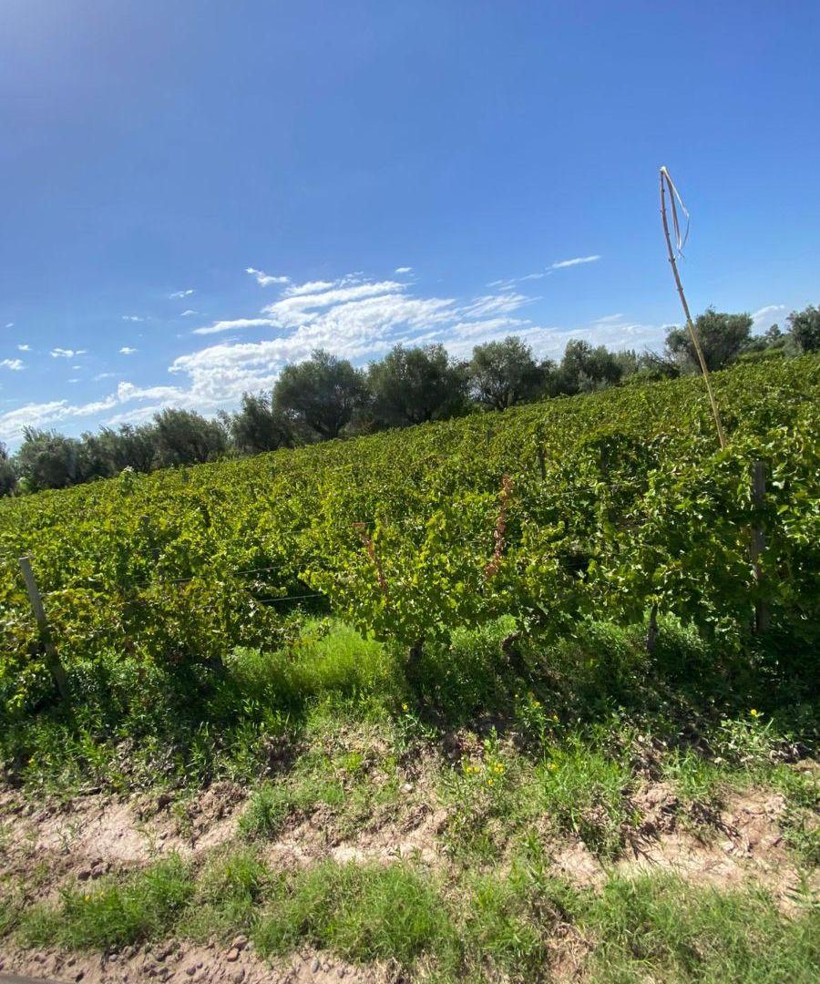 Foto de VENDO FINCA, JUNIN, imagen 1