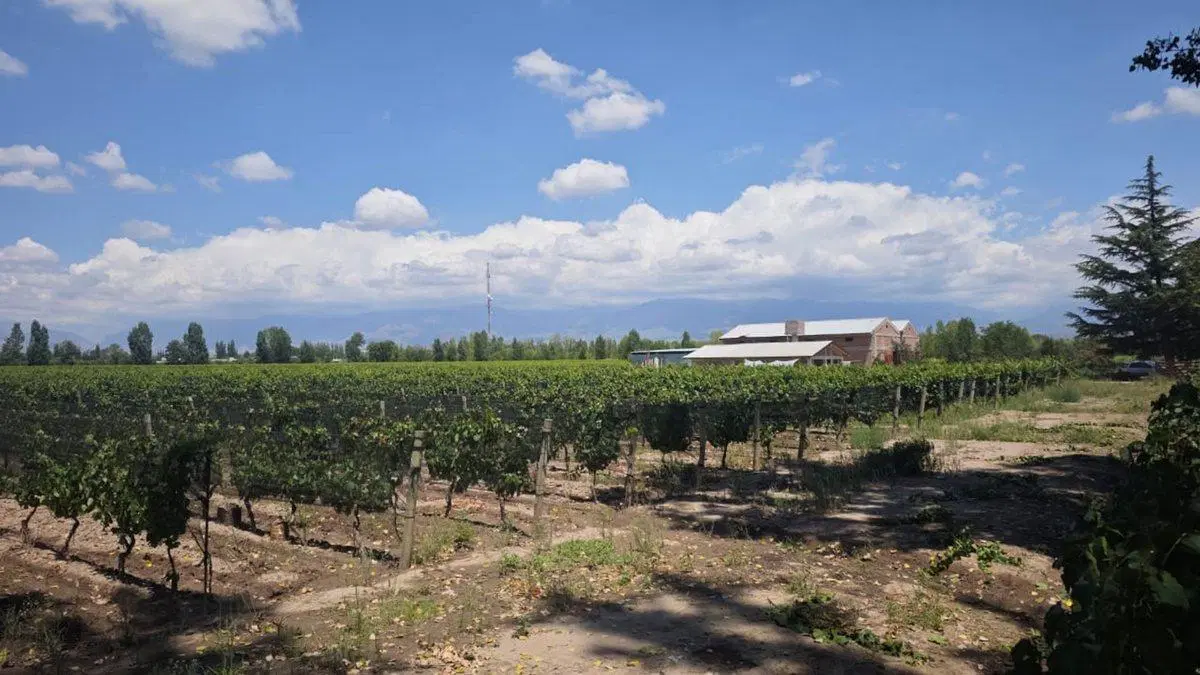 Remax , gran oportunidad vende finca produciendo. 2