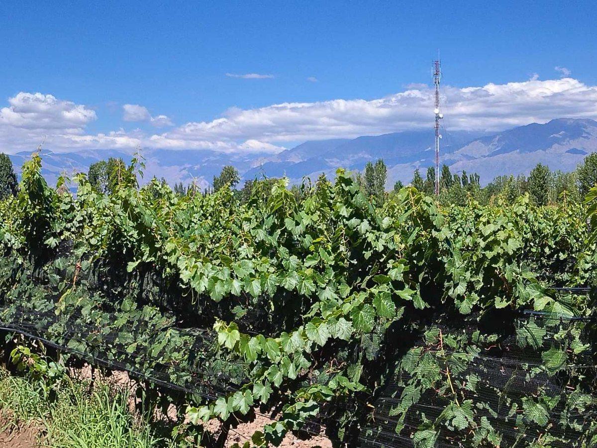 Remax , gran oportunidad vende finca produciendo.