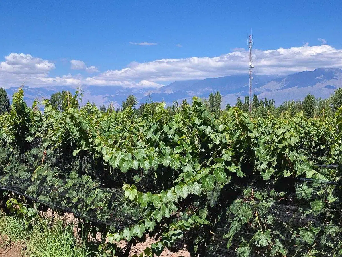Remax , gran oportunidad vende finca produciendo. 3