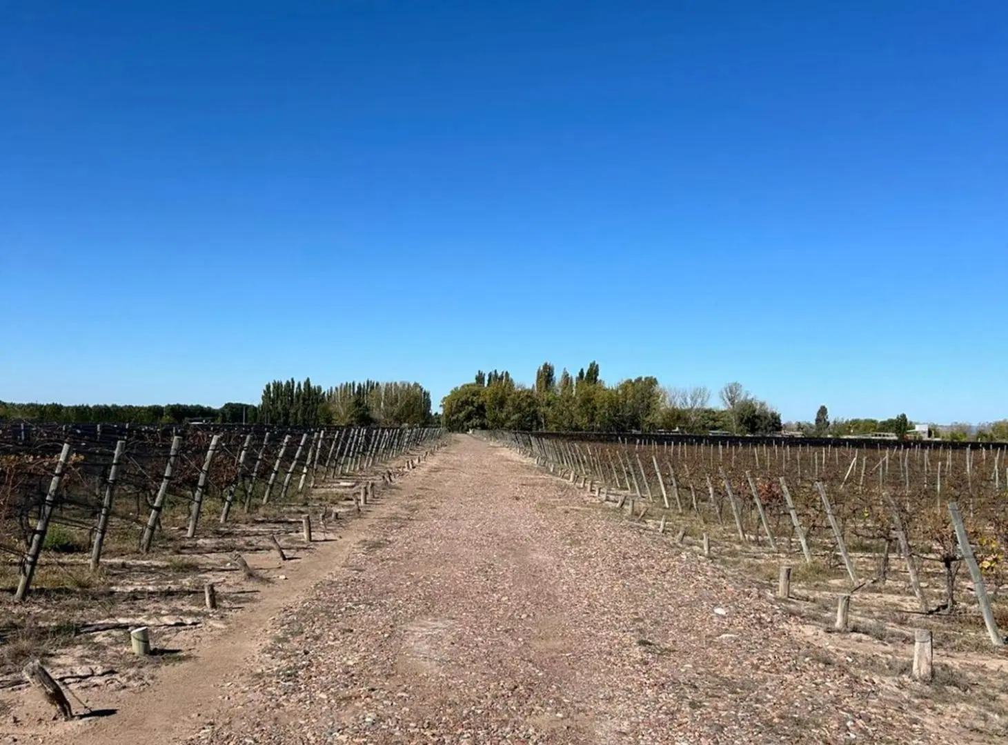 FINCA VITIVINICOLA Excelente oportunidad! 4
