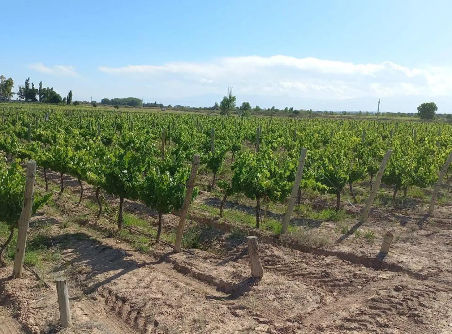 FINCA VITIVINICOLA Excelente oportunidad! 2