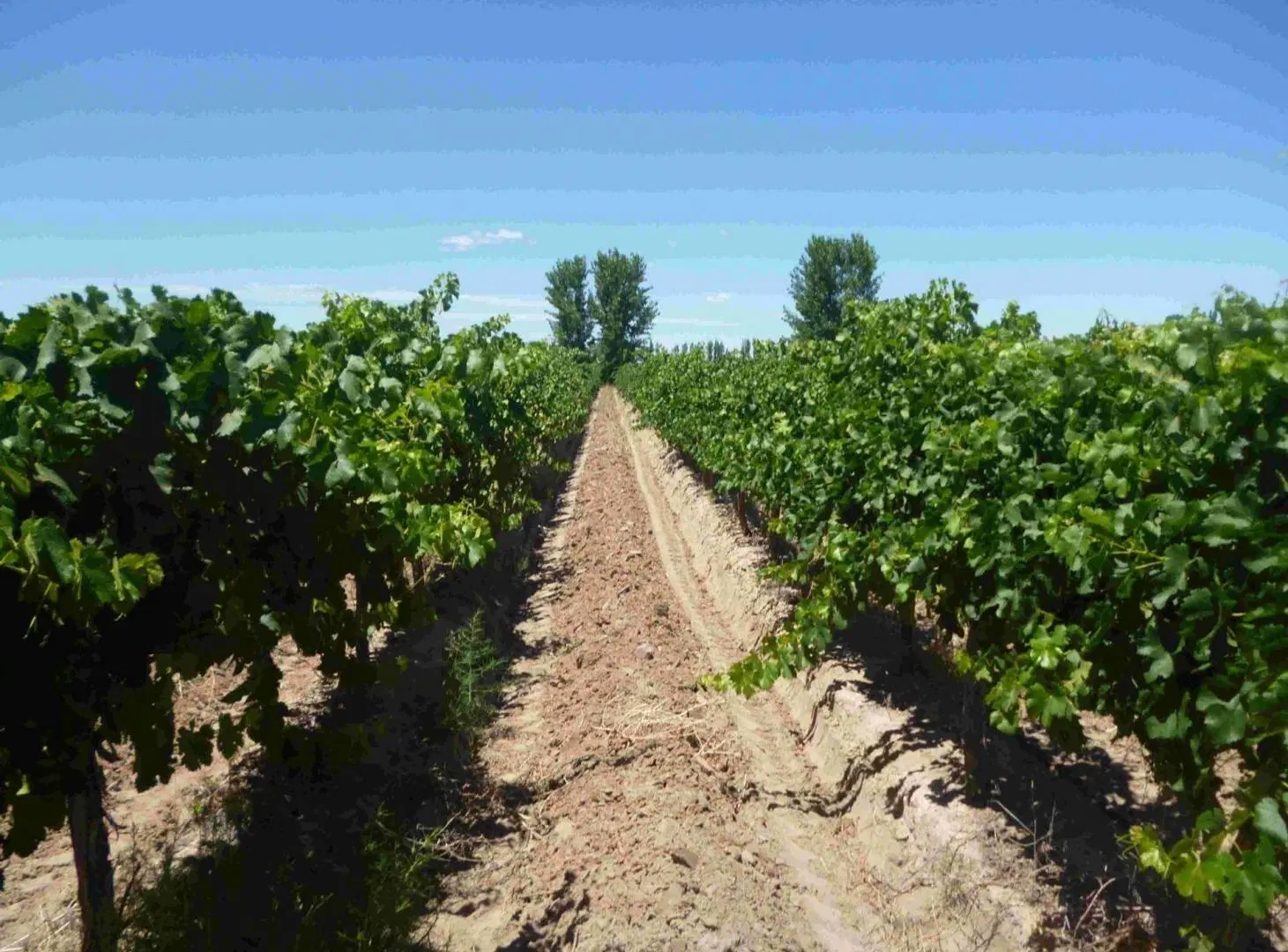 FINCA VITIVINICOLA Excelente oportunidad! 5