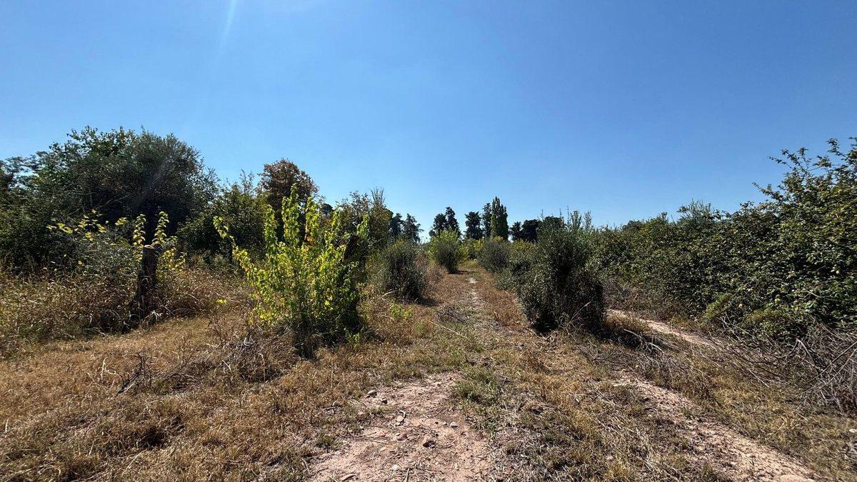 Foto de VENTA GRAN TERRENO 6000m2, VIDELA ARANDA, MAIPÚ, imagen 3