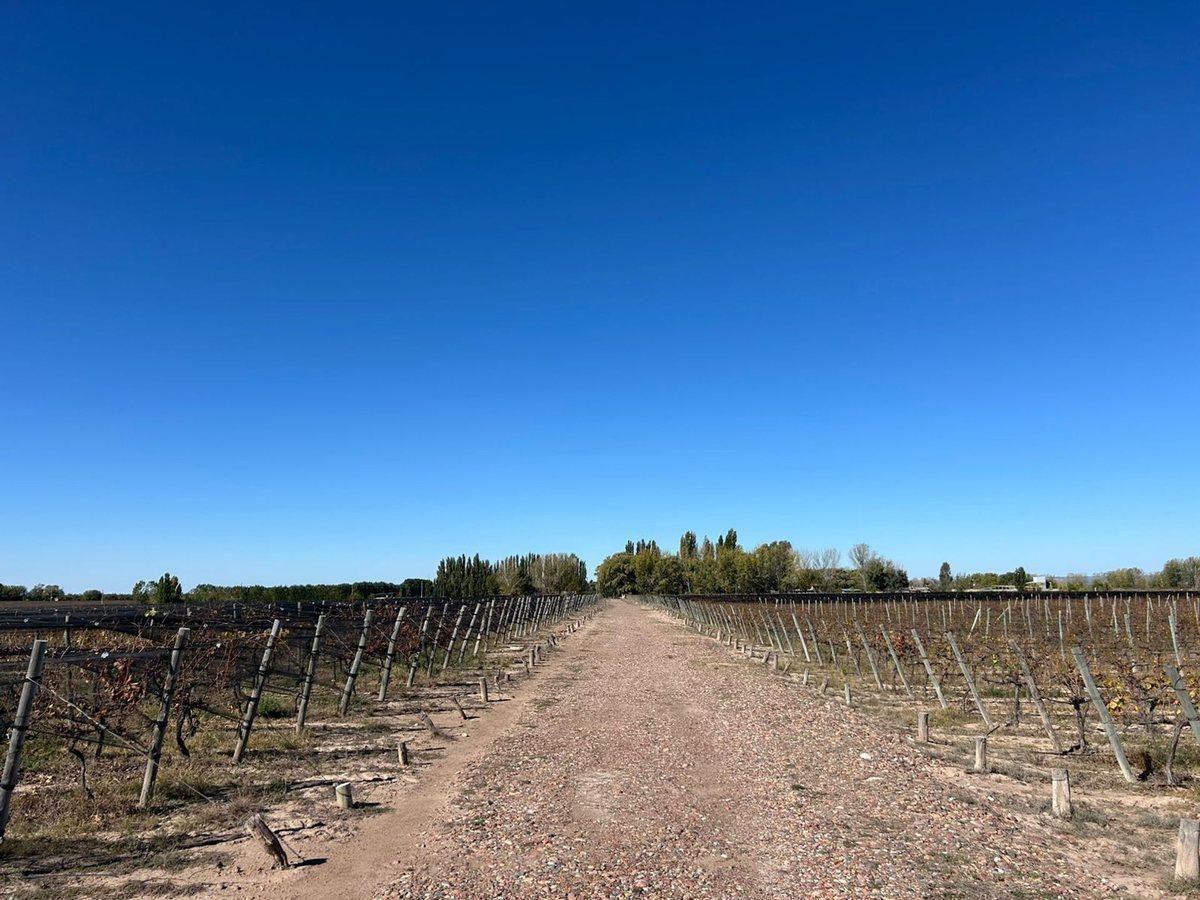 Foto de FINCA PRODUCTIVA Y MARCA DE VINO EN LUJAN DE CUYO, imagen 4