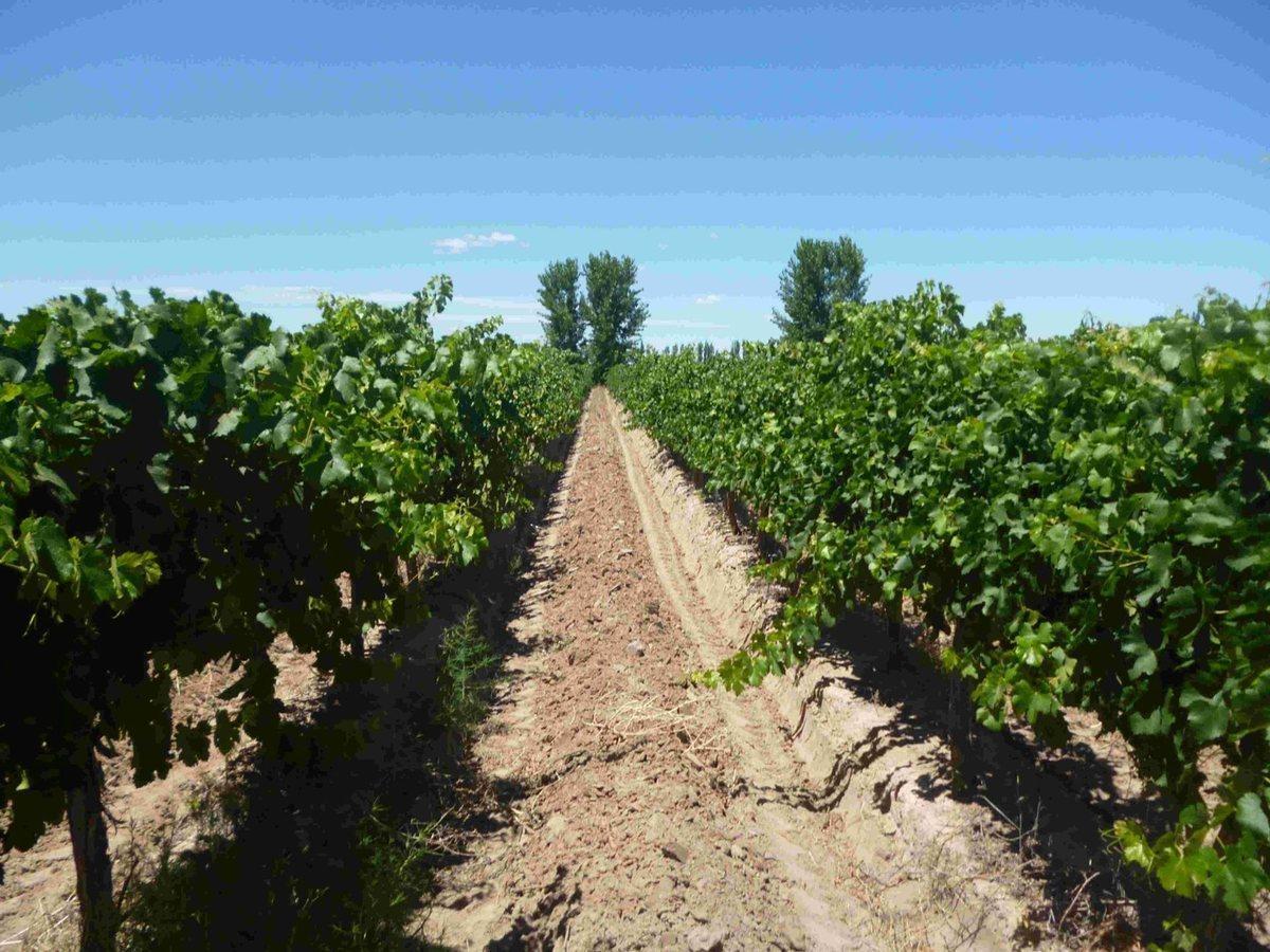 FINCA  PRODUCTIVA Y MARCA DE VINO EN LUJAN DE CUYO
