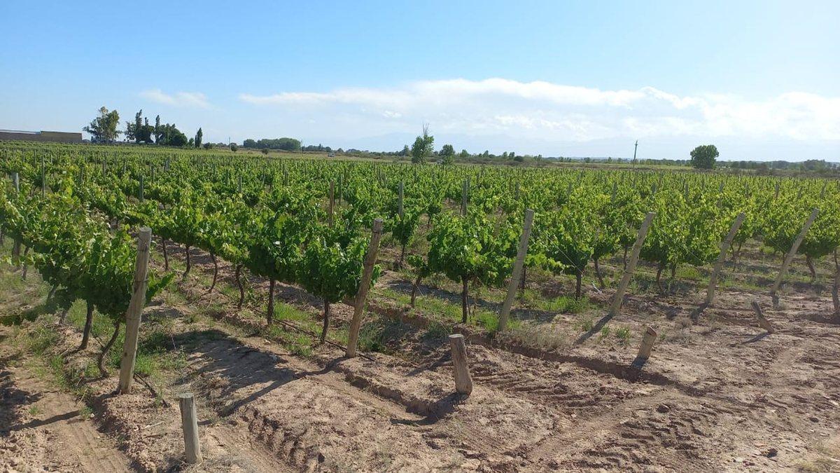 Foto de FINCA PRODUCTIVA Y MARCA DE VINO EN LUJAN DE CUYO, imagen 2