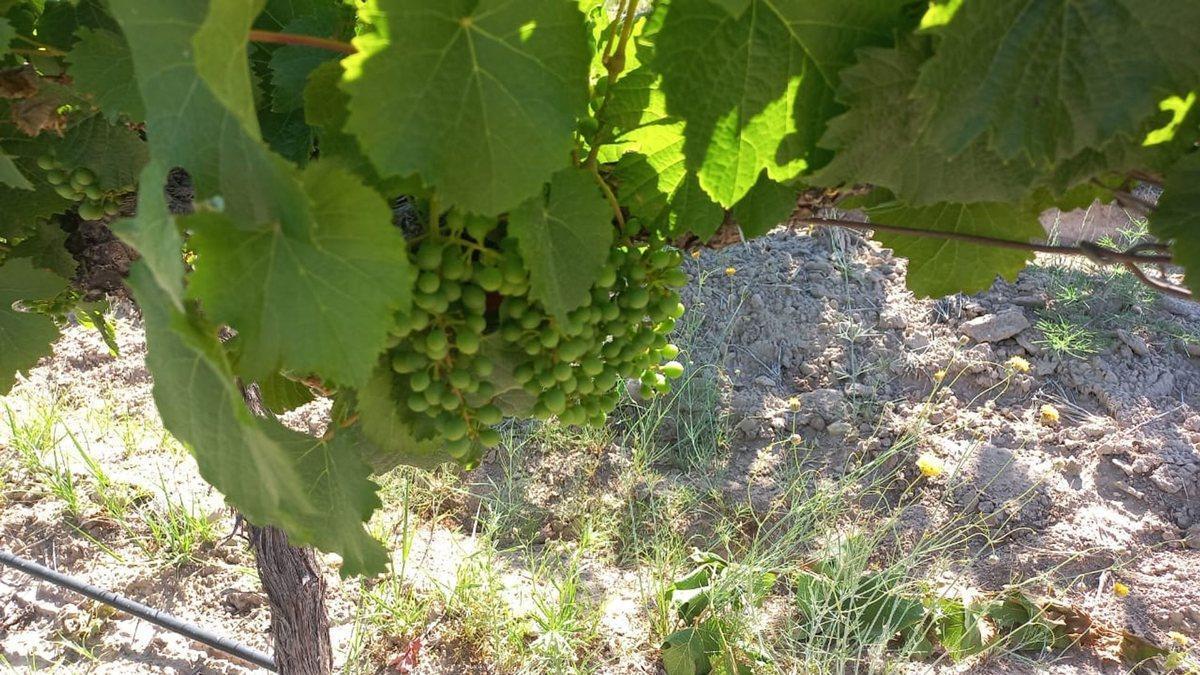 Foto de FINCA PRODUCTIVA Y MARCA DE VINO EN LUJAN DE CUYO, imagen 3