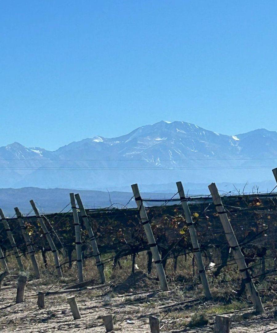 Foto de FINCA PRODUCTIVA Y MARCA DE VINO EN LUJAN DE CUYO, imagen 5