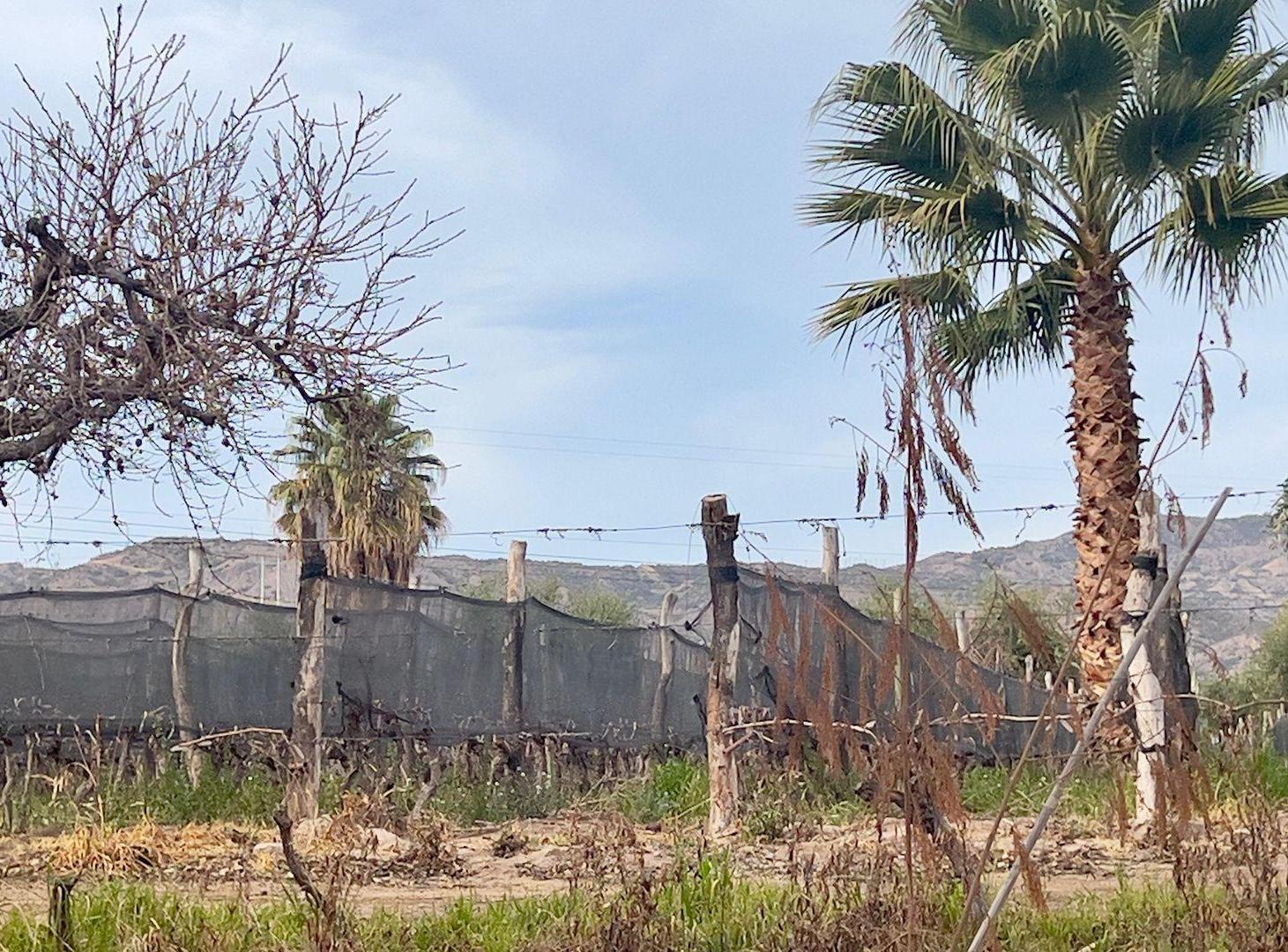 Foto de VENTA FINCA 27.000 m2, LUNLUNTA MAIPU, imagen 3