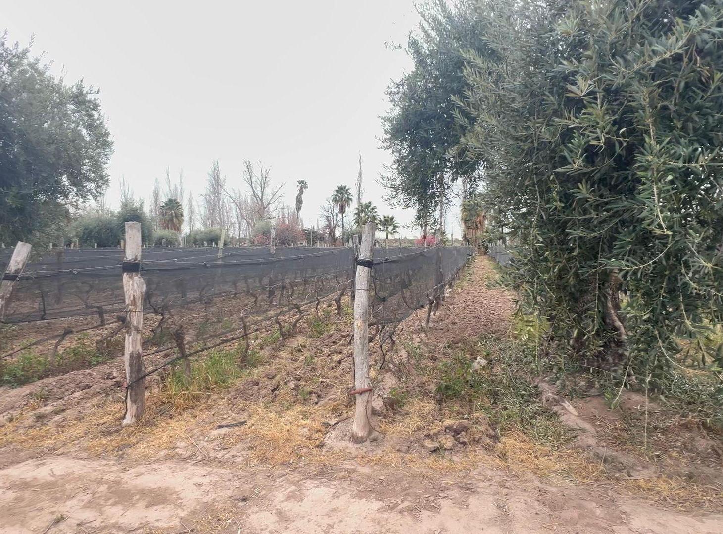 Foto de VENTA FINCA 27.000 m2, LUNLUNTA MAIPU, imagen 4