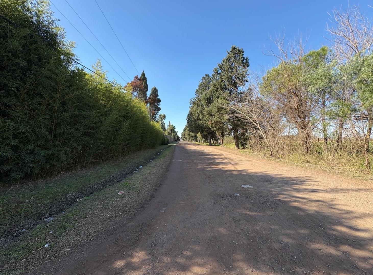 Foto de Terreno escriturado y forestado en Campos de Ibarlucea Divisible, imagen 4