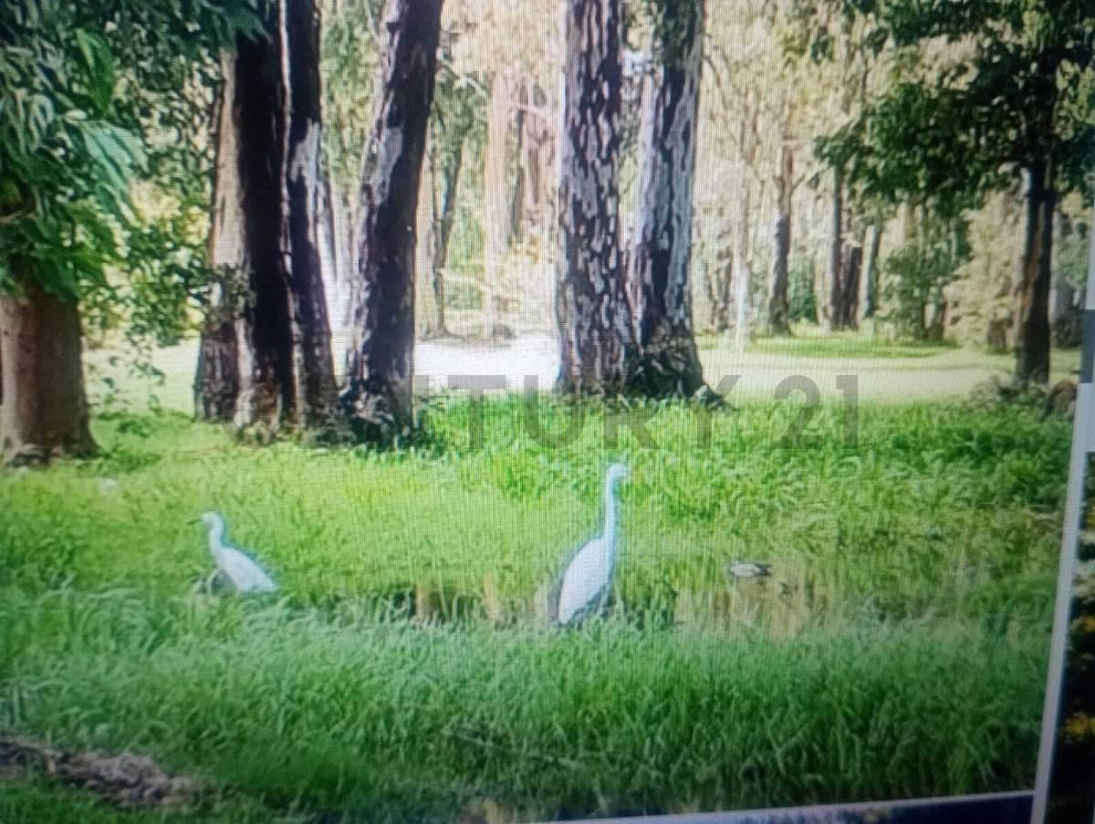 Foto de VENTA LOTE PINARES COUNTRY CLUB, imagen 5