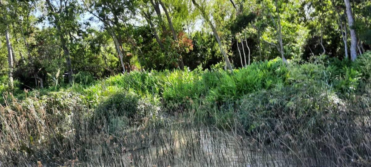 Foto de Lote Terreno en Canal del Este - 21m Frente - Escritura Inmediata, imagen 3