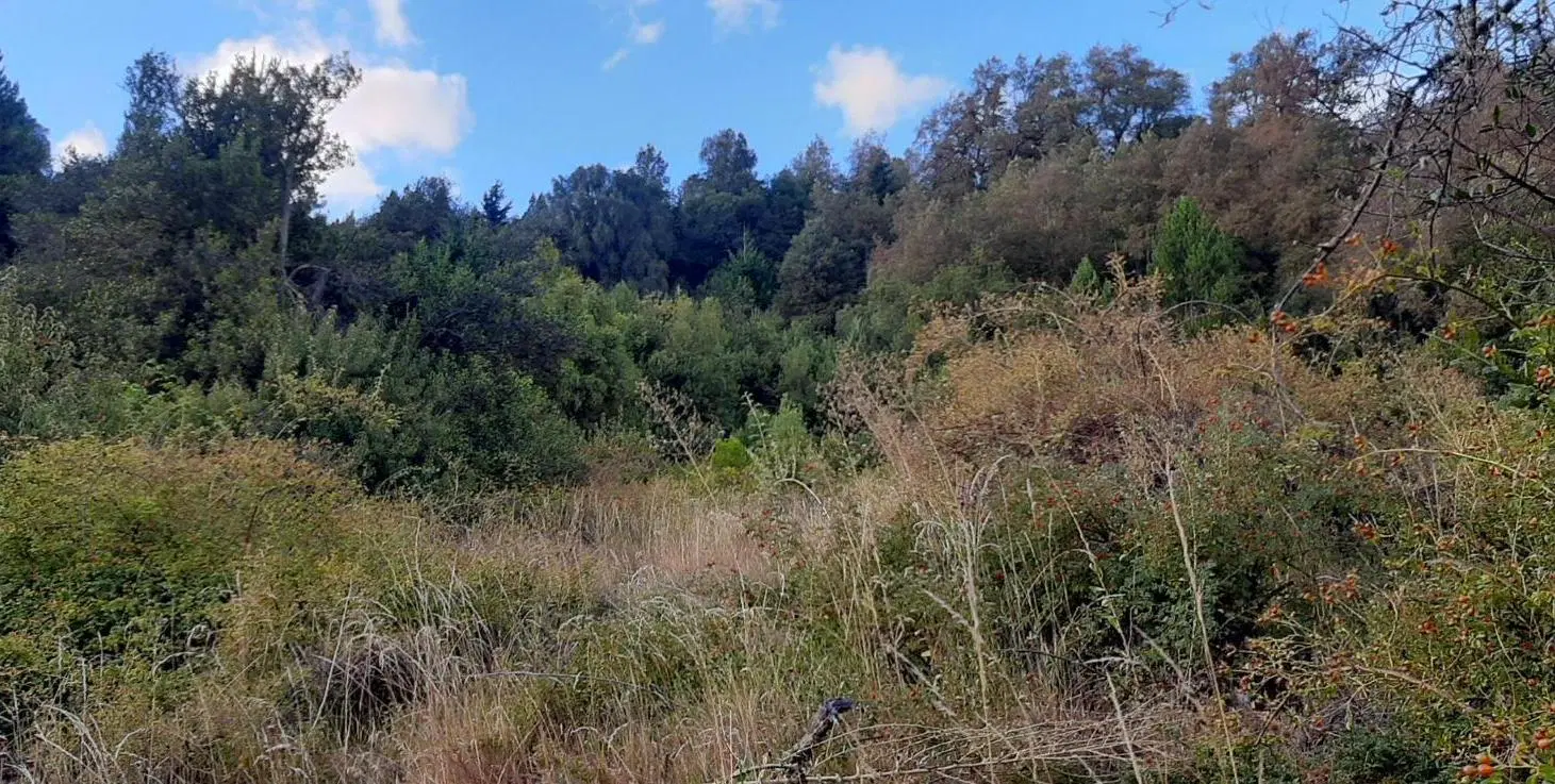 Terreno en San Martin De Los Andes 8