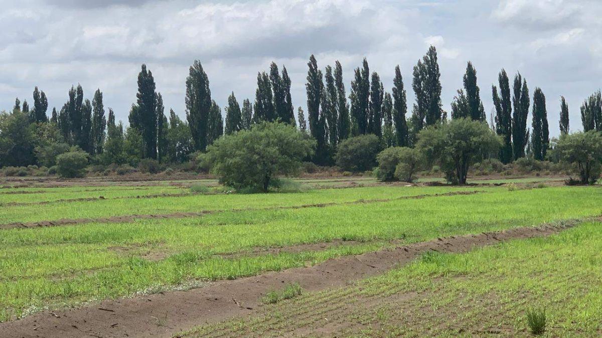 Foto de Campo de 400ha con riego permanente en San Rafael, imagen 4
