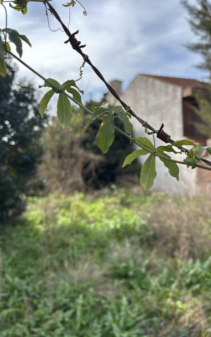 Foto de Lote en venta Strobel y Jara. U$S 140.000, imagen 4
