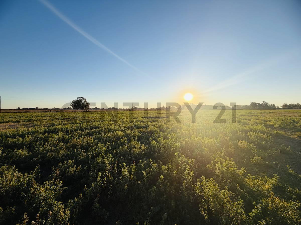 Foto de CAMPO EN VENTA | 49 HECTÁREAS PRODUCTIVAS EN MELINCUÉ, imagen 1