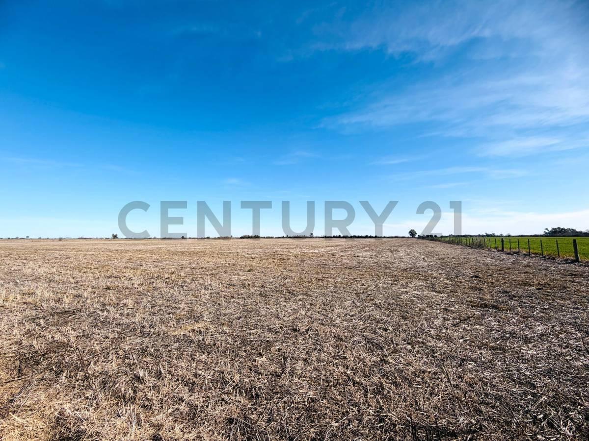 Foto de Campo agrícola | 34 hectáreas productivas. Melincué, imagen 2