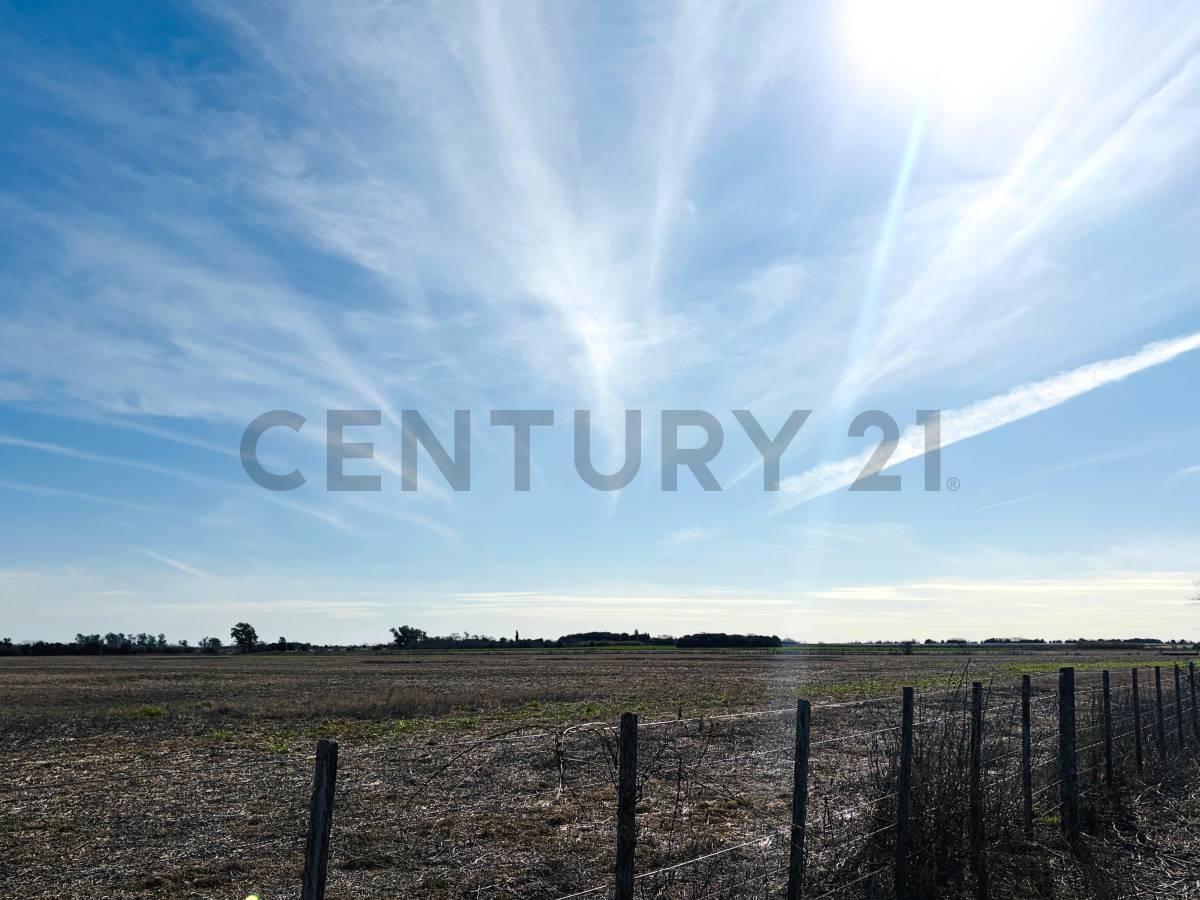 Foto de Campo agrícola | 34 hectáreas productivas. Melincué, imagen 5