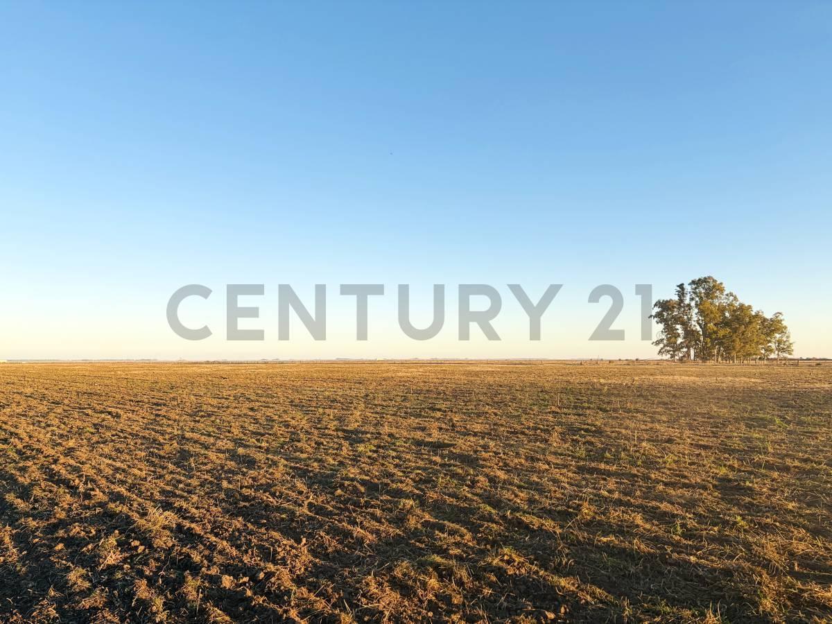 Foto de CAMPO EN VENTA | 32,5 HECTÁREAS PRODUCTIVAS EN MELINCUÉ, imagen 4