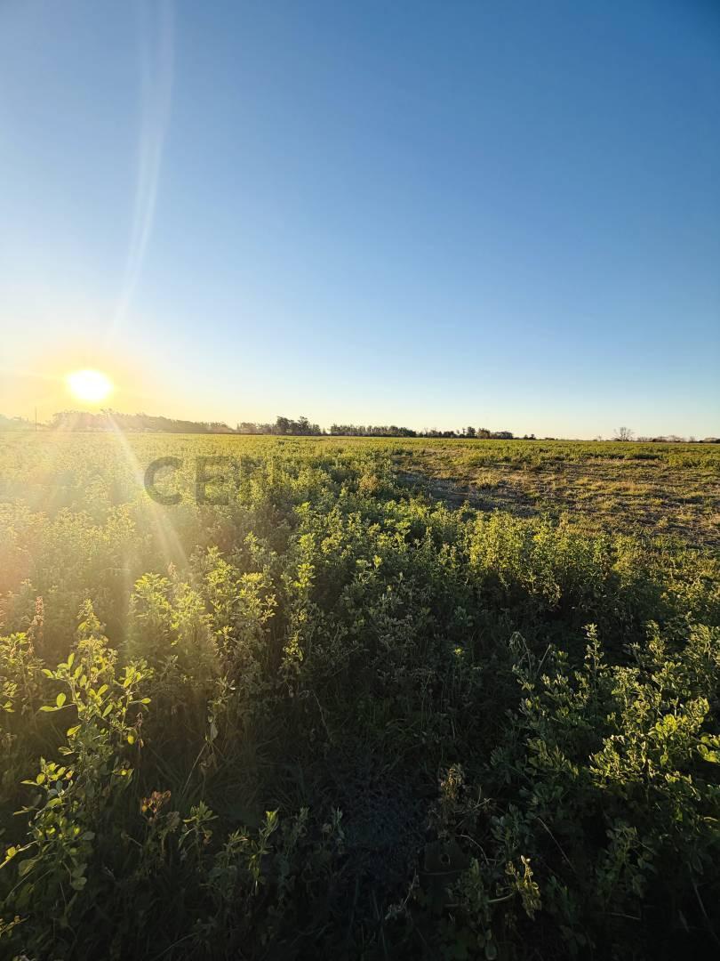 Foto de CAMPO EN VENTA | 32,5 HECTÁREAS PRODUCTIVAS EN MELINCUÉ, imagen 3
