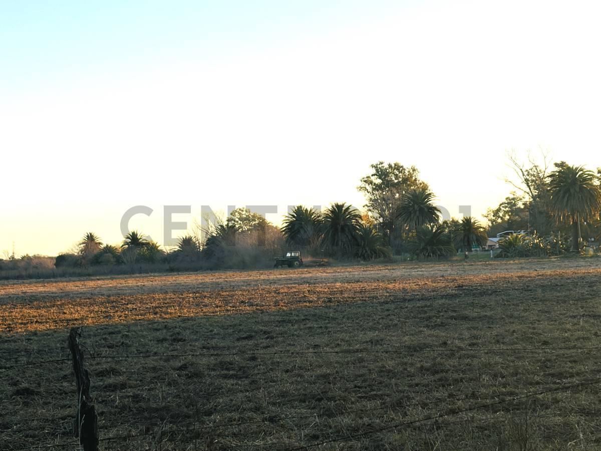 Foto de CAMPO EN VENTA | 32,5 HECTÁREAS PRODUCTIVAS EN MELINCUÉ, imagen 5