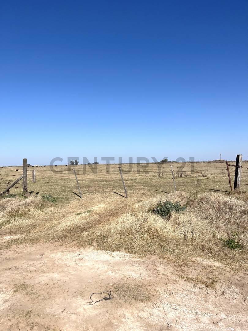 Foto de CAMPO - 20 HA - ELORTONDO, imagen 3