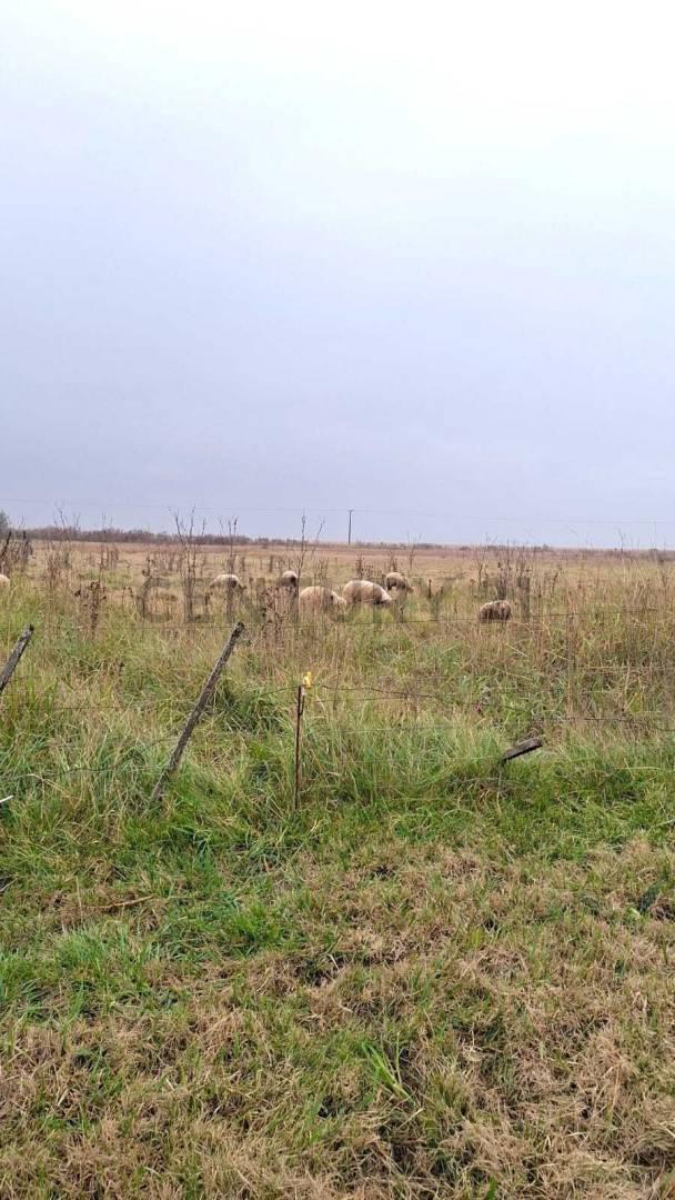 Foto de TERRENO EN VENTA EN SAN EDUARDO, imagen 4
