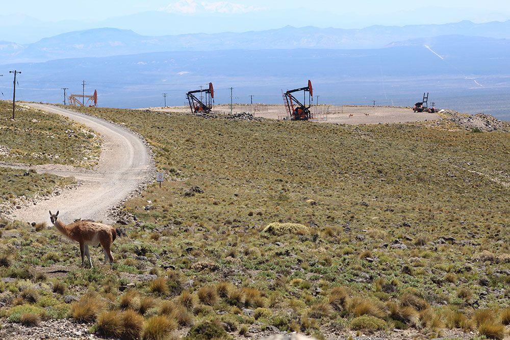 Foto de Campo de 270 hectáreas en venta  Rincón de los Sauces, imagen 1