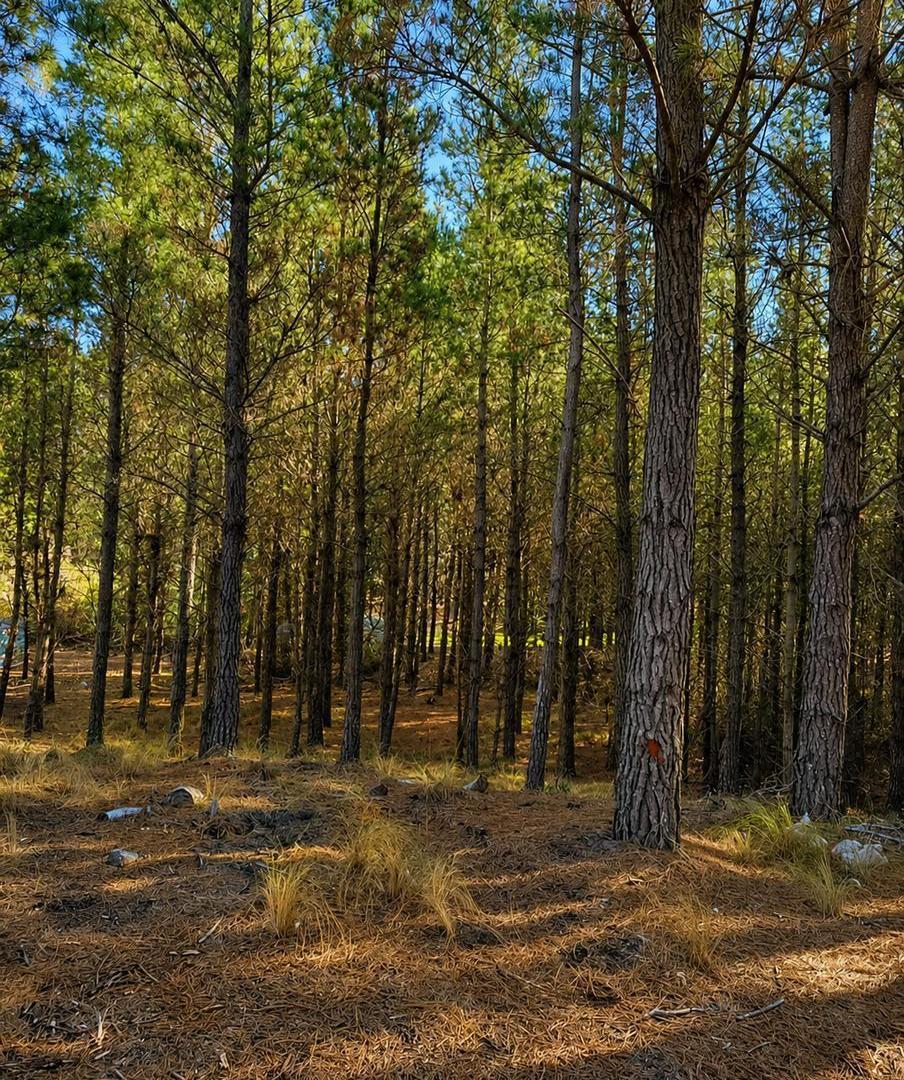Foto de Terreno en Barrio Costa Esmeralda, imagen 3
