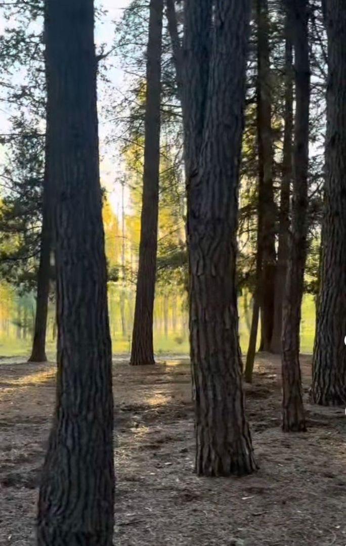 Foto de Excelente Terreno - Bosque Peralta Ramos - 450 m2, imagen 3