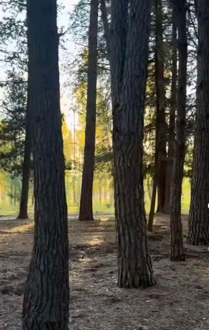 Excelente Terreno - Bosque Peralta Ramos - 450 m2 3