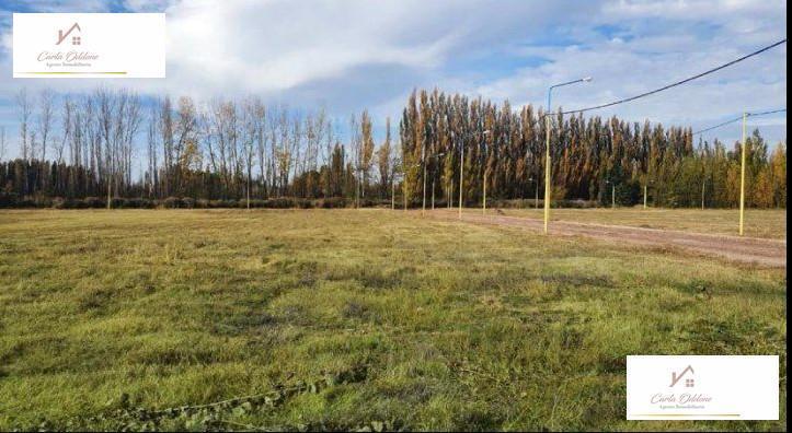 Foto de TERRENO EN VENTA| CENTENARIO| LA CONSUELO, imagen 5