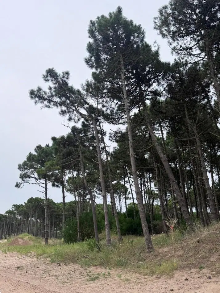 Terreno en venta - Bosques - Pinamar - 5